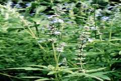 Salvia farinacea